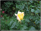 foto Fiori